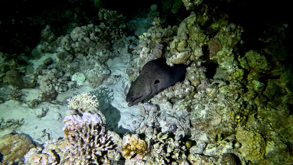 YELLOW MOUTH MORAY 3 RED SEA FISH foto Aleš Sulič