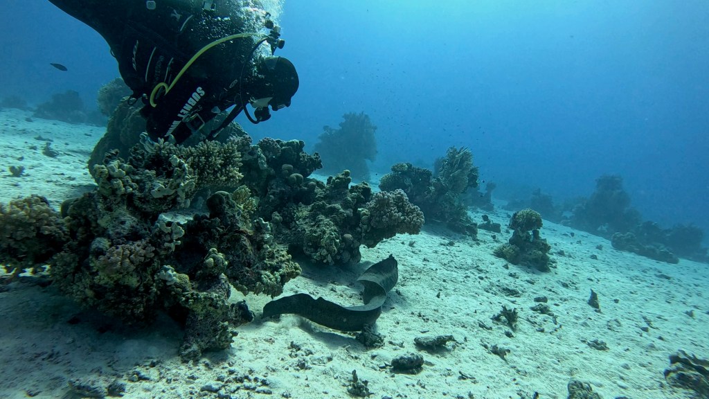 YELLOW MOUTH MORAY 3 RED SEA FISH foto Aleš Sulič