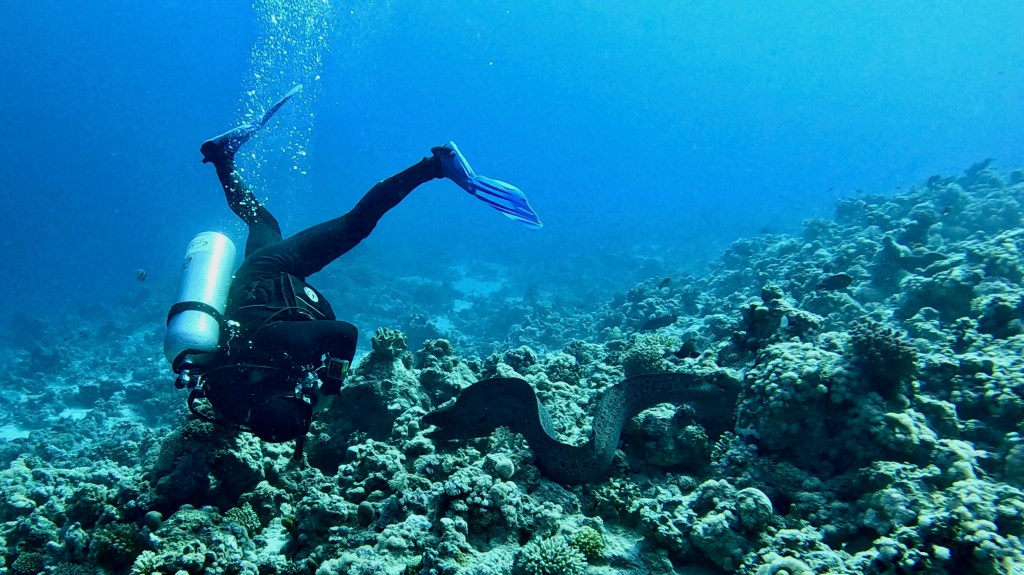 YELLOW MOUTH MORAY 3 RED SEA FISH foto Aleš Sulič