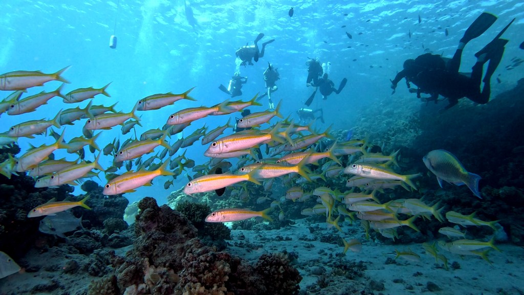 Yellow Goatfish - lat. Mulloidichthys martinicus - Rumeni kozliček
Yellow Goatfish - lat. Mulloidichthys martinicus - Rumeni kozliček