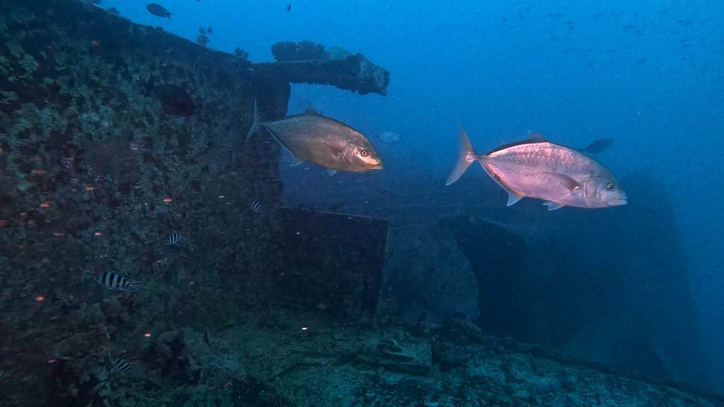 YELLOWSPOTTED TREVALLY fish RED SEA FISH foto Aleš Sulič
Foto: Aleš Sulič, Egypt SS Thistlegorm