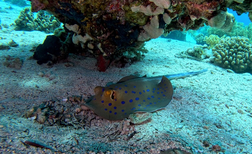 Blue Spotted Stingray - Taeniura lymma - Modro pikčasti morski bič