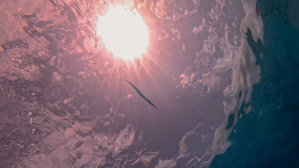 Keeltail Needlefish - Platybelone argalus - Iglica z grbastim repom