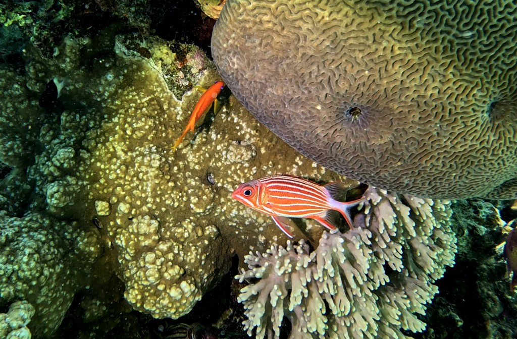 Bloodspot Squirrelfish - lat. Sargocentron cornutum - Rdečepikasta veveričja riba