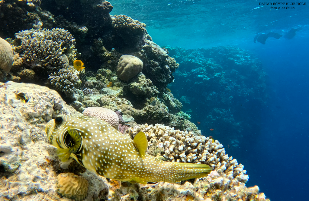 Masked Puffer / White‑spotted Pufferfish - lat. Arothron hispidus - Maskirna napihovalka 
DAHAB BLUE HOLE WHITE SPOTTED PUFFERFISH foto Ales Sulic