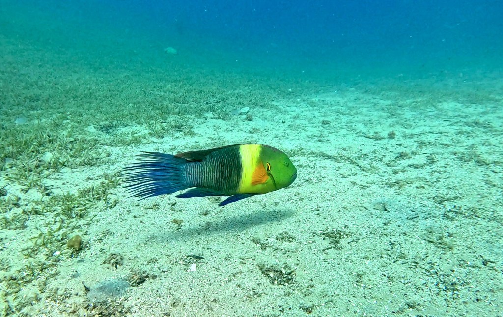 DAHAB BROOMTAIL WRASSE FISH foto Aleš Sulič