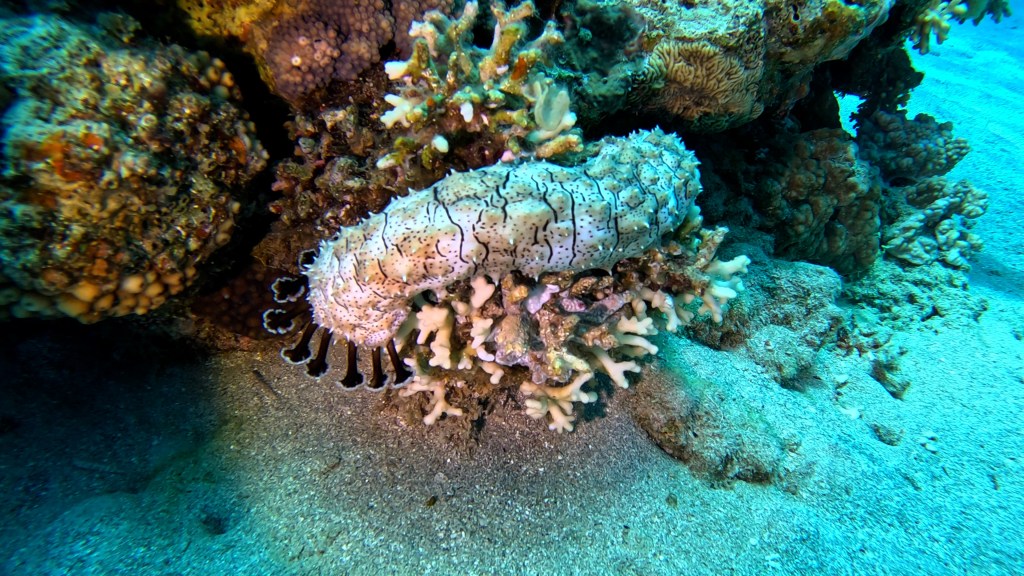 DAHAB LEOPARD SEA CUCUMBER foto Aleš Sulič