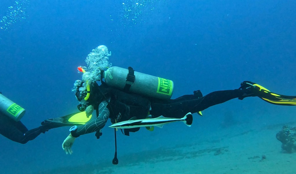 dahab white ramora fish FOTO ALEŠ SULIČ