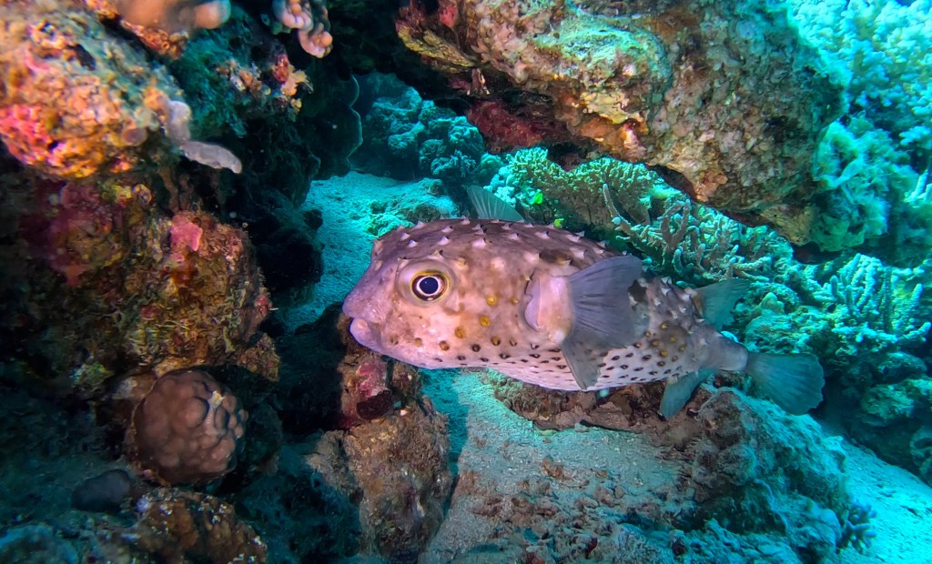 Spot-fin porcupine fish - lat. Diodon hzstrix - Bodičasta napihovalka