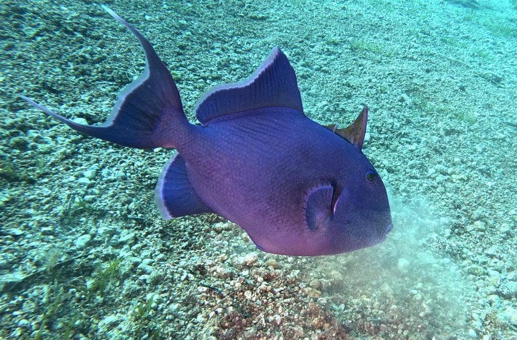 Redtoothed Triggerfish - Odonus niger - Rdečozoba balestra
DAHAB REDTOOTHED TRIGGER FISH foto Aleš Sulič
