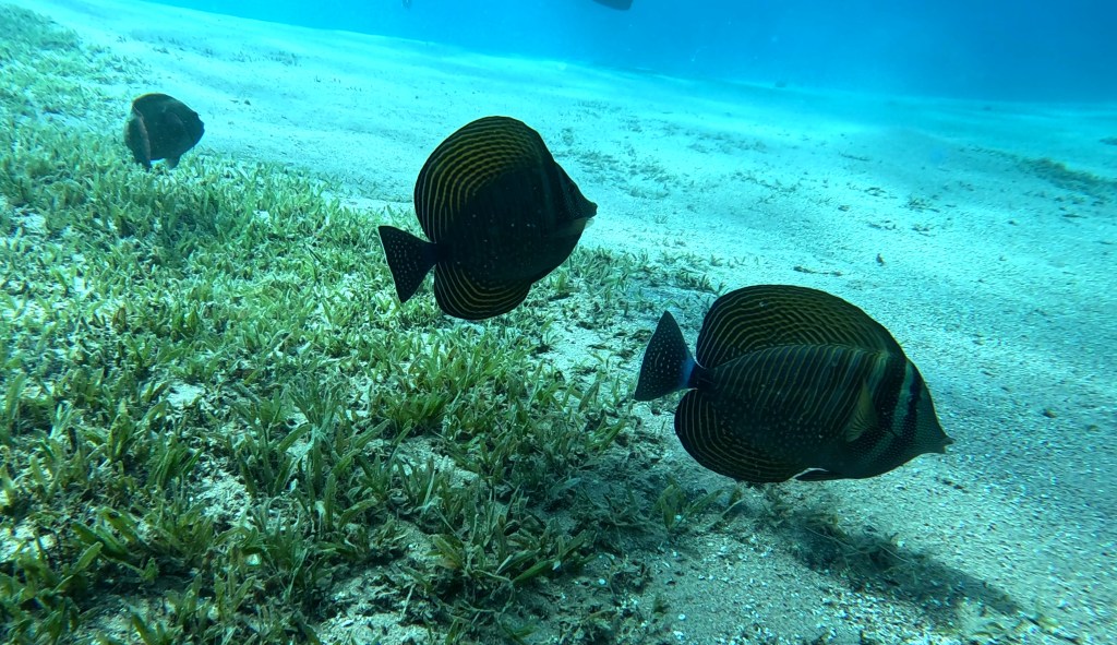 DAHAB SAILFIN TANG FISH foto Aleš Sulič