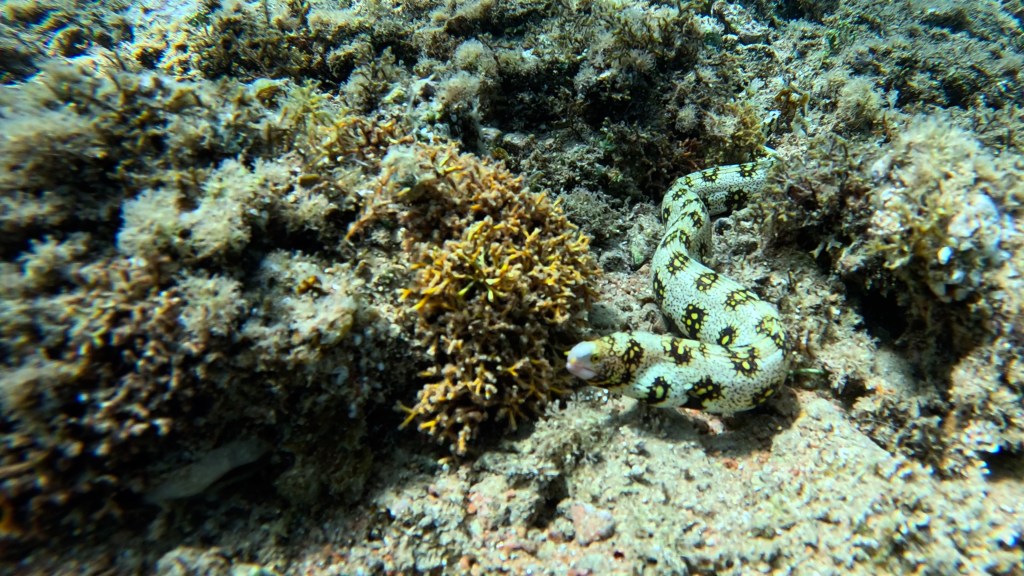 DAHAB SNOEFLAKE MORAY foto Aleš Sulič