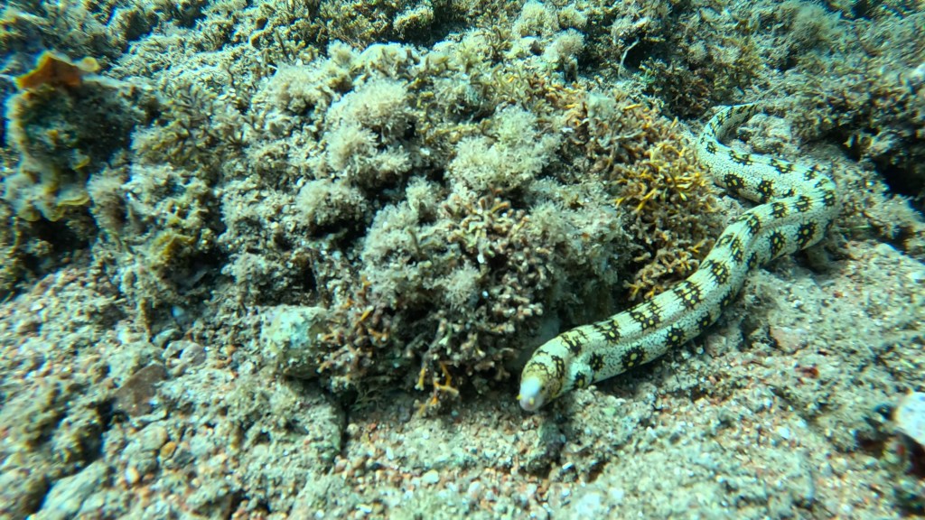 DAHAB SNOEFLAKE MORAY foto Aleš Sulič