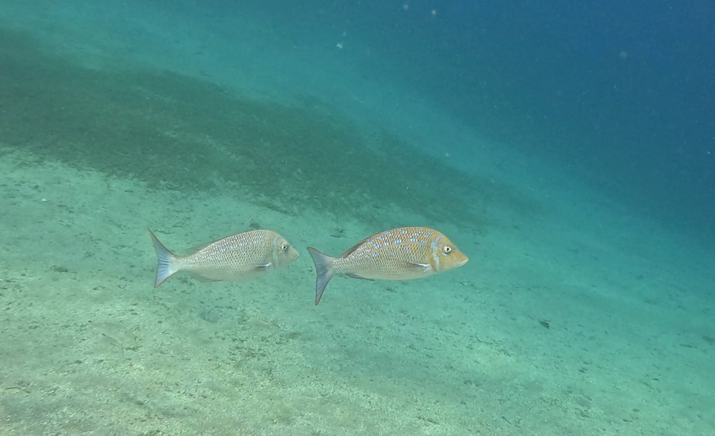 DAHAB SPANGLED EMPEROR foto Aleš Sulič