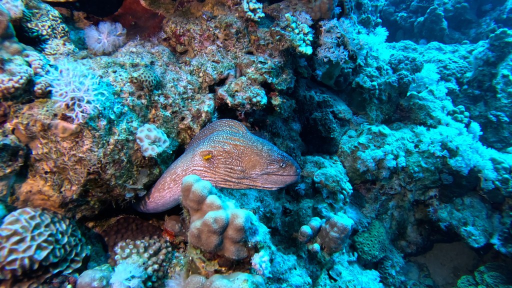 DAHAB STARRY MORAY foto Aleš Sulič