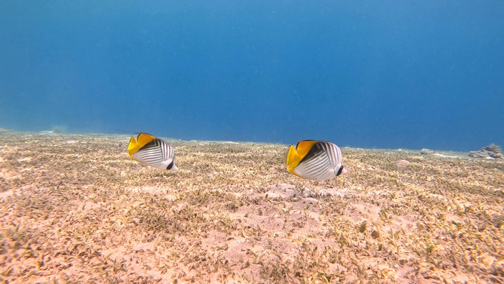 DAHAB THREADFIN BUTTERFLY FISH foto Aleš Sulič