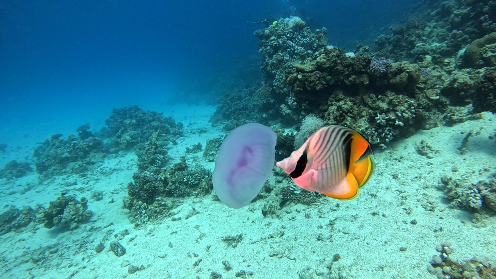 DAHAB THREADFIN BUTTERFLY FISH foto Aleš Sulič
