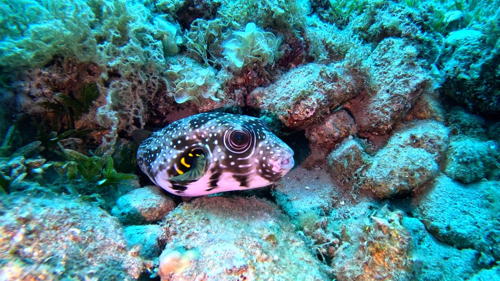 Masked Puffer / White‑spotted Pufferfish - lat. Arothron hispidus - Maskirna napihovalka