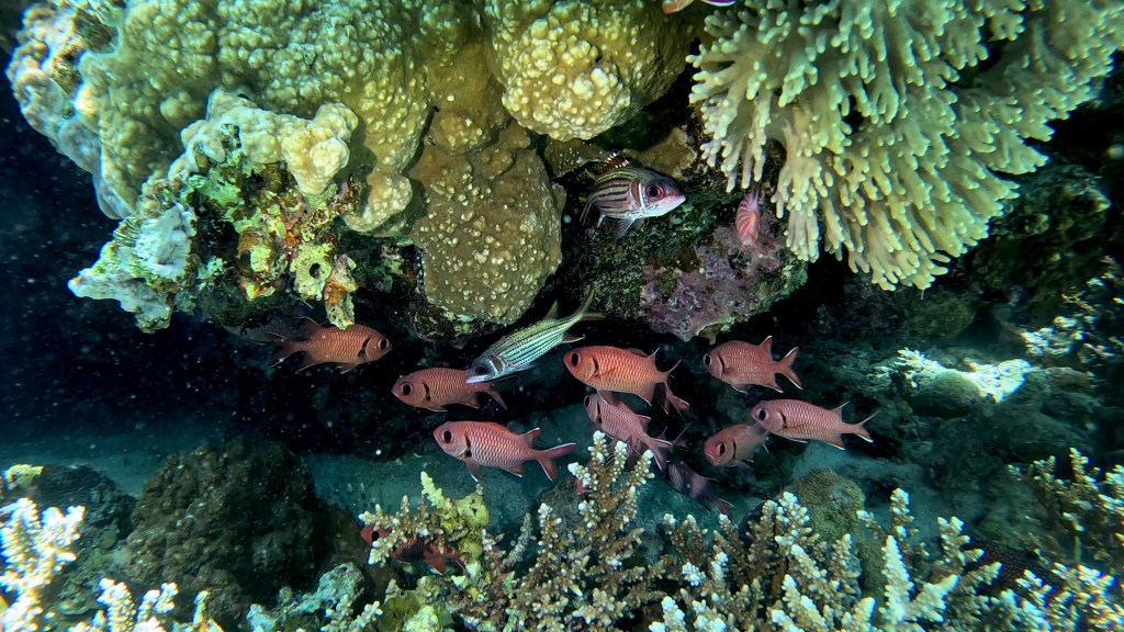 Bloodspot Squirrelfish - lat. Sargocentron cornutum - Rdečepikasta veveričja riba