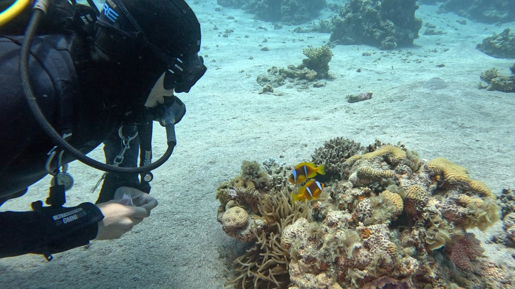 CLOWNFISH DAHAB FOTO AS