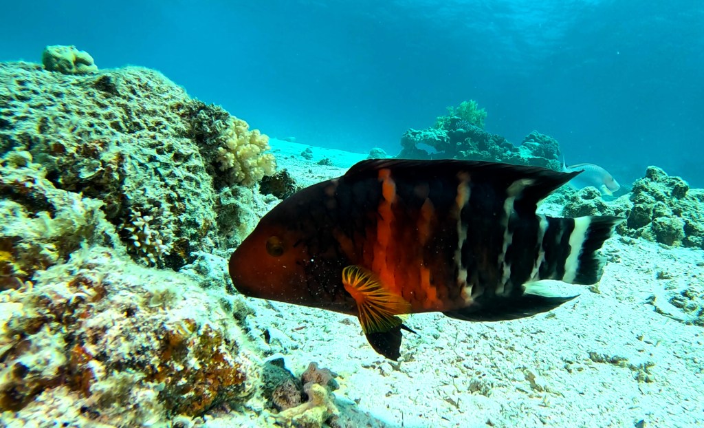 RED BREASTED WRASSE FISH  DAHAB DIVING FOTO ALEŠ SULIČ