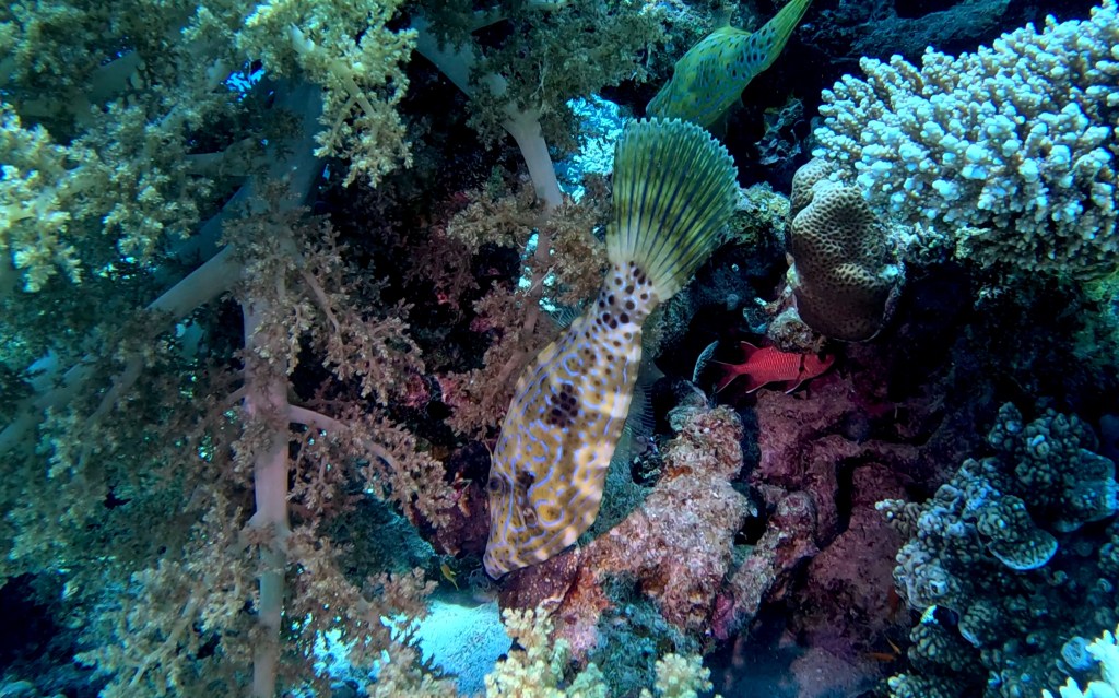 Scravled filefish - lat. Aluterus scriptus - Tobi foto: Aleš Sulič