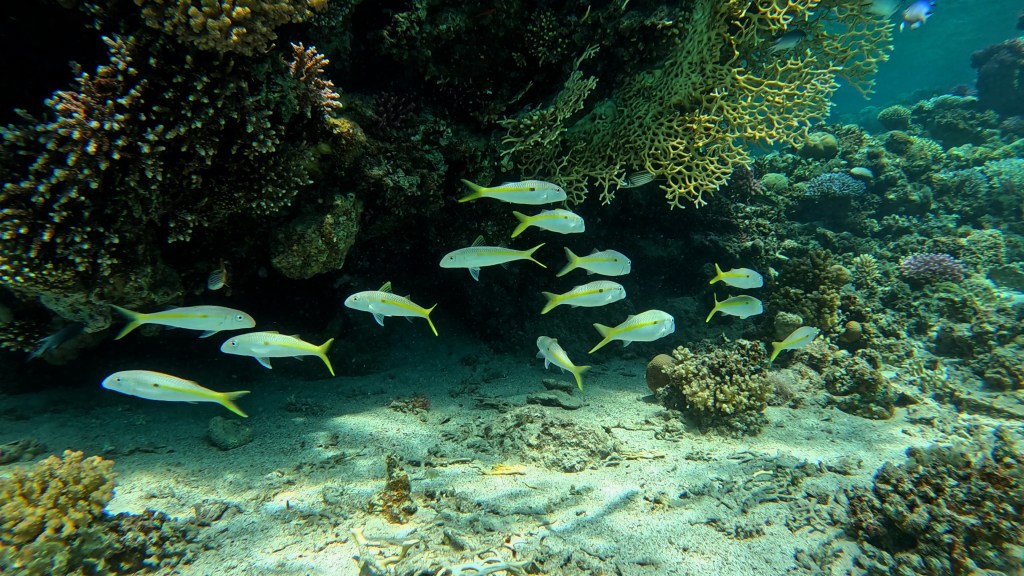 Yellow Goatfish - lat. Mulloidichthys martinicus - Rumeni kozliček
