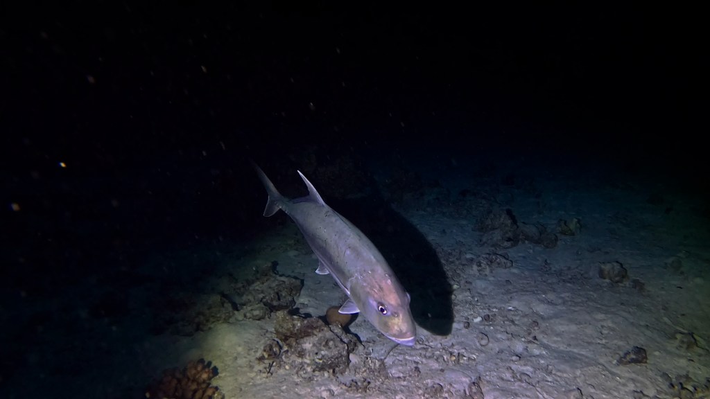 YELLOWSPOTTED TREVALLY
Foto: Aleš Sulič, Egypt SS Thistlegorm