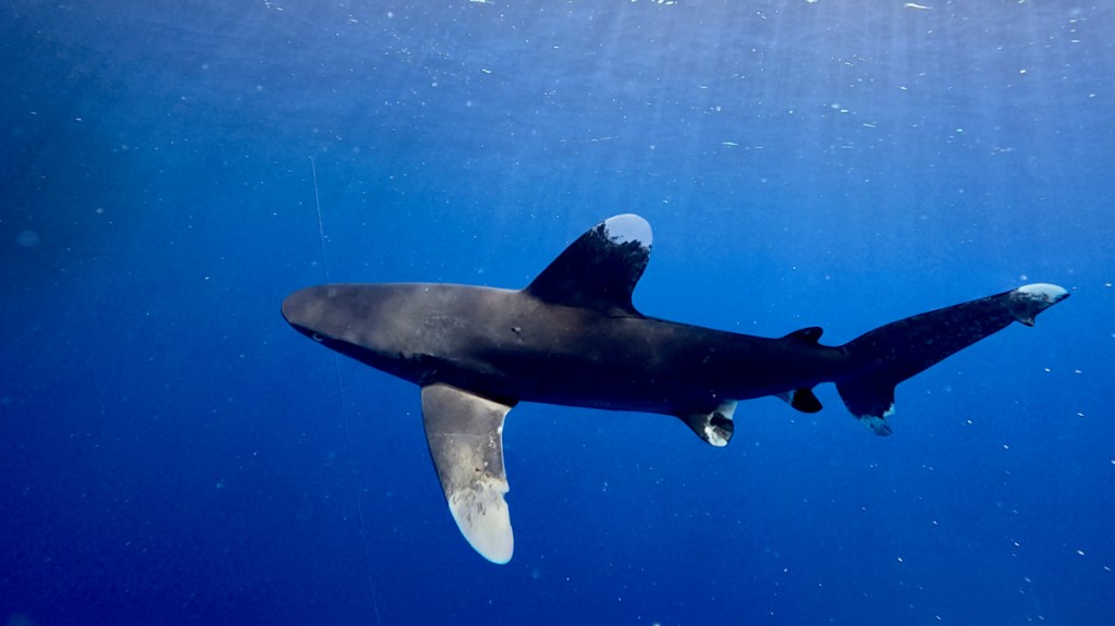Oceanic whitetip shark Carcharhinus longimanus foto Ales Sulic