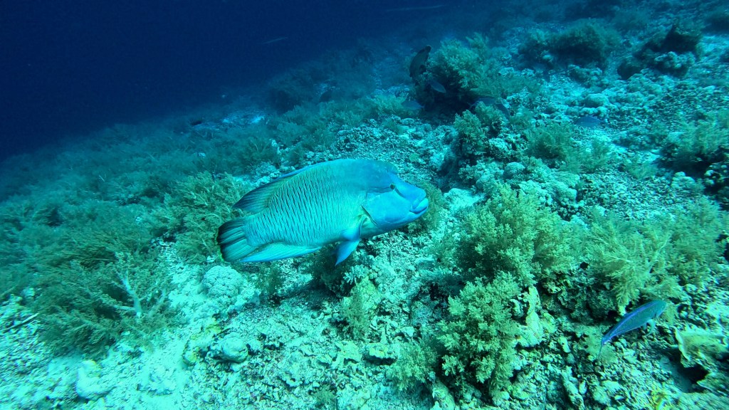 Humphead wrasse - lat. Cheilinus undulatus - Napoleon