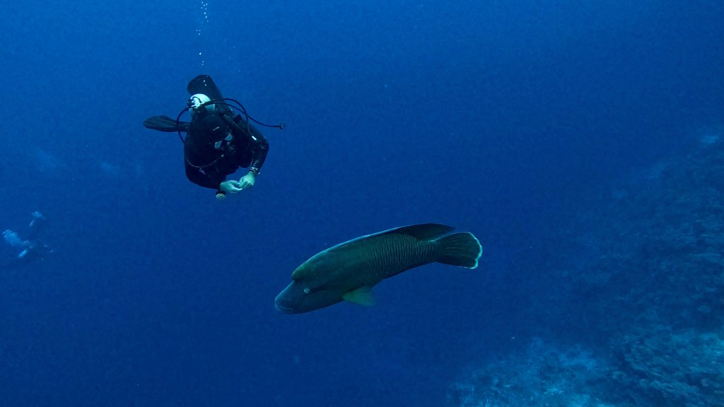 Humphead wrasse - lat. Cheilinus undulatus - Napoleon
