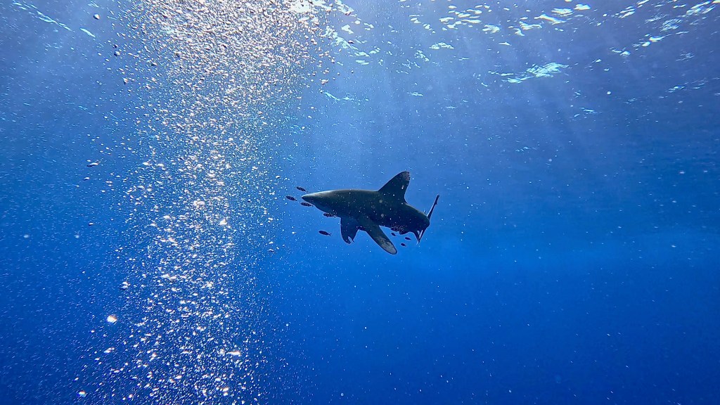 Oceanic whitetip shark Carcharhinus longimanus foto Ales Sulic