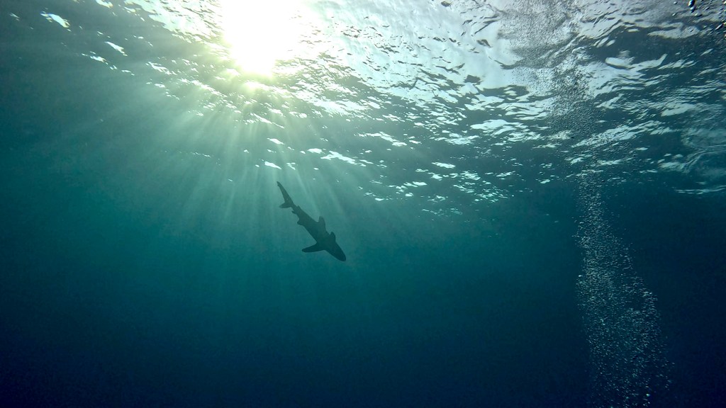Oceanic whitetip shark Carcharhinus longimanus foto Ales Sulic