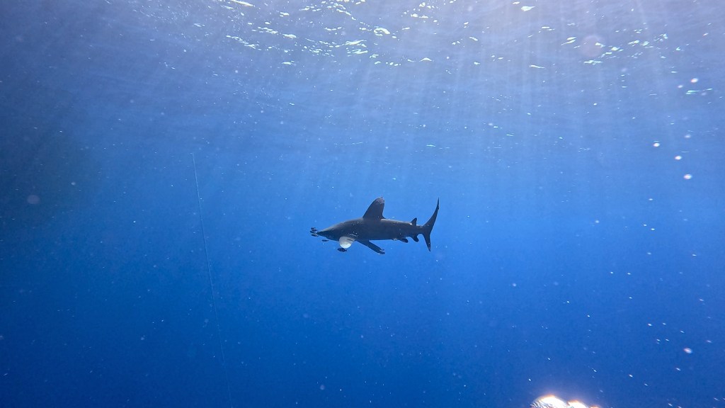 Oceanic whitetip shark Carcharhinus longimanus foto Ales Sulic