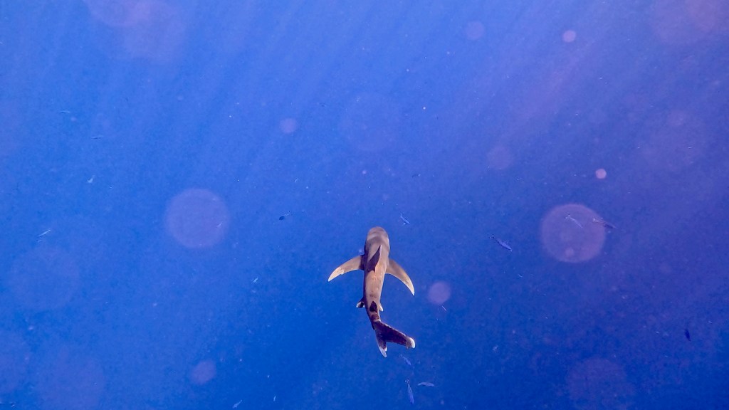 Oceanic whitetip shark Carcharhinus longimanus foto Ales Sulic