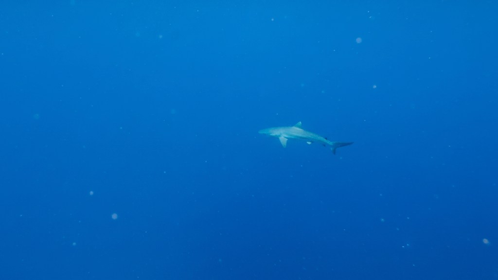 SILKY SHARK DEDALUS FOTO ALES SULIC