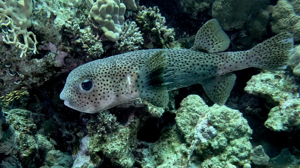 Spot-fin porcupine fish - lat. Diodon hzstrix - Bodičasta napihovalka