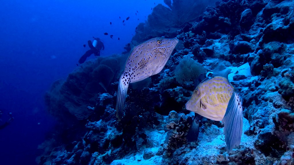 Scravled filefish - lat. Aluterus scriptus - Tobi foto Aleš Sulič Egypt